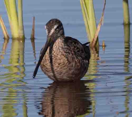 Long-billed Dowitcher - ML617191855