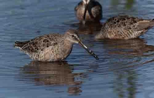 Long-billed Dowitcher - ML617191857