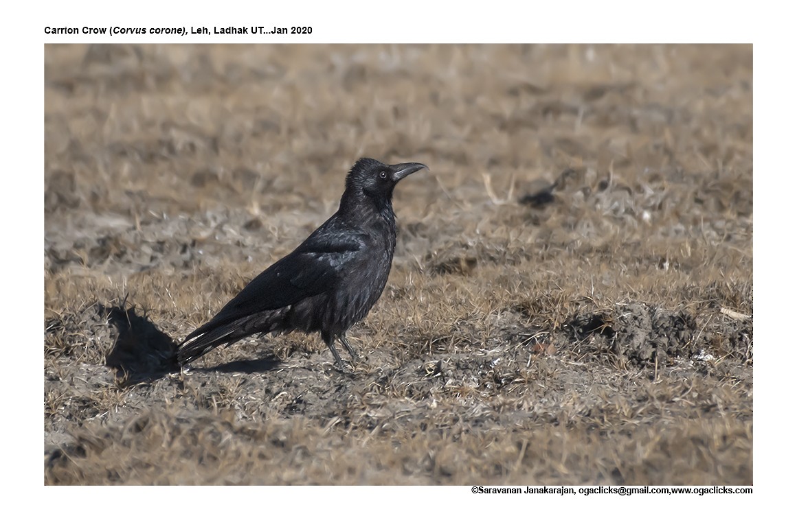 Carrion Crow - ML617191870