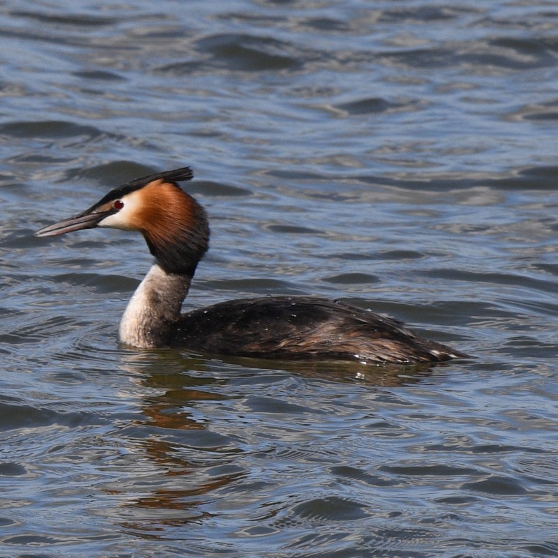 Great Crested Grebe - ML617191897