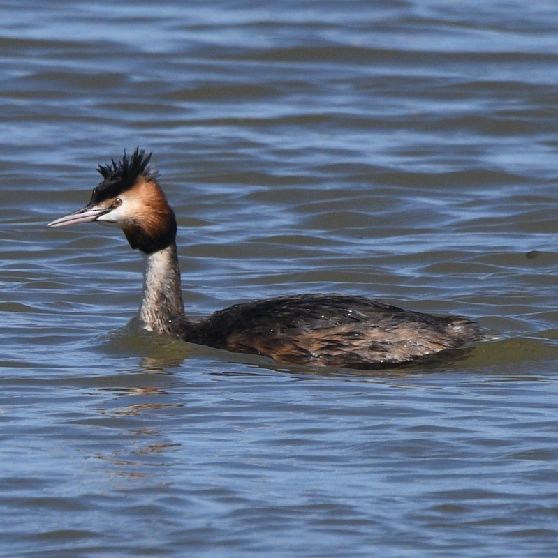 Great Crested Grebe - ML617191898