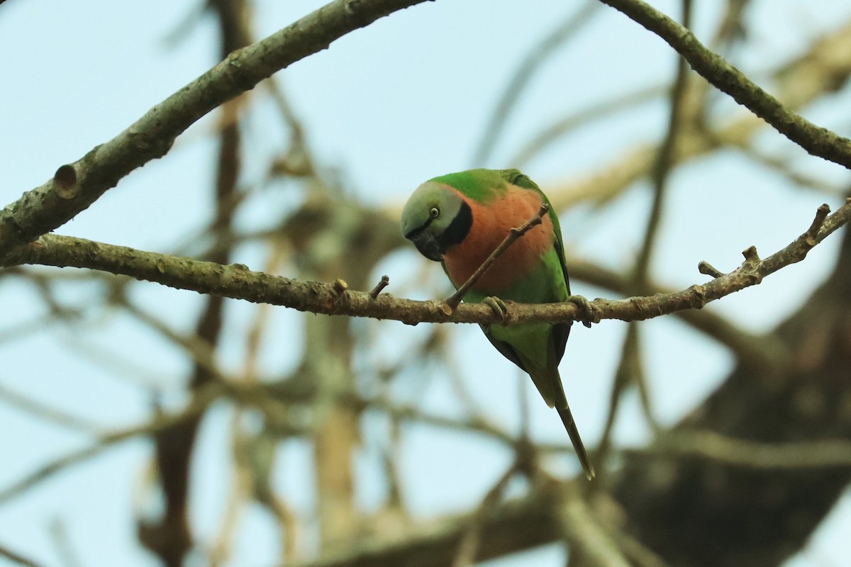 Red-breasted Parakeet - ML617191967
