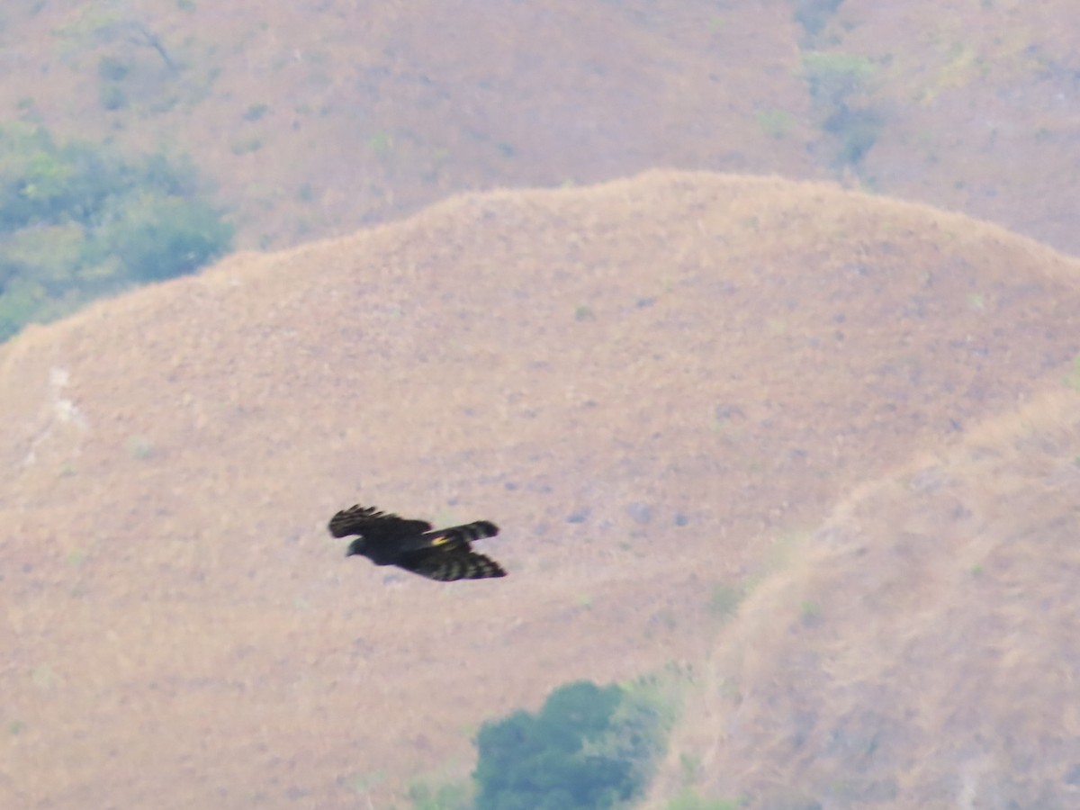 Black Hawk-Eagle - ML617192004