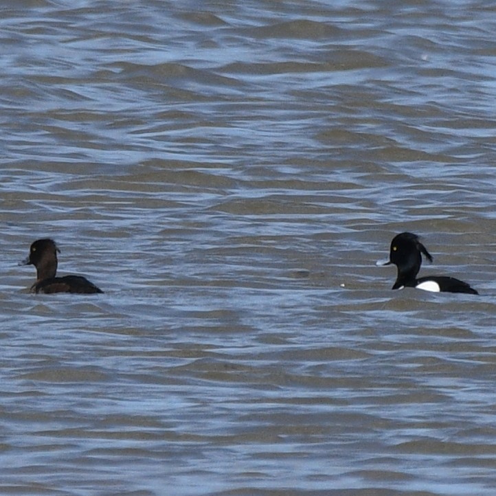 Tufted Duck - ML617192029