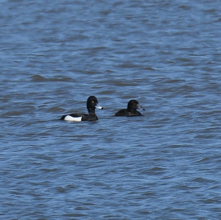 Tufted Duck - ML617192030
