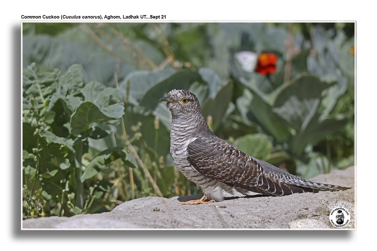 Common Cuckoo - ML617192181