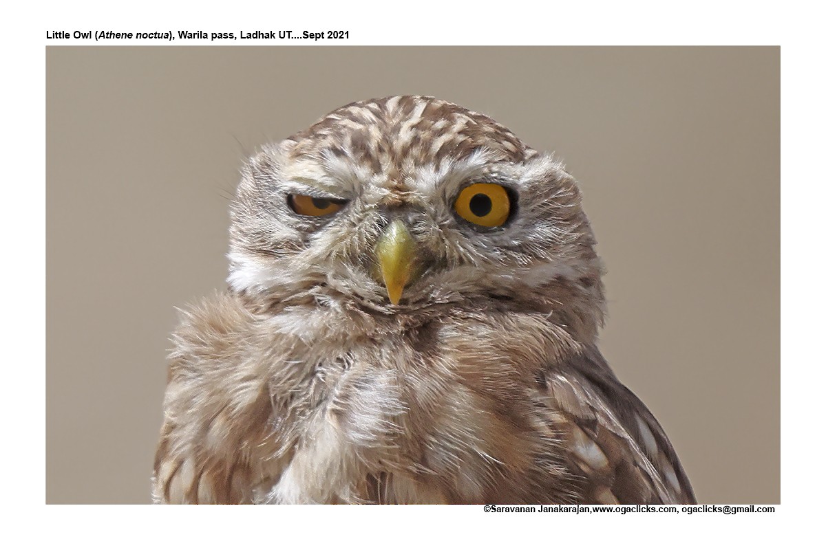 Little Owl - ML617192190
