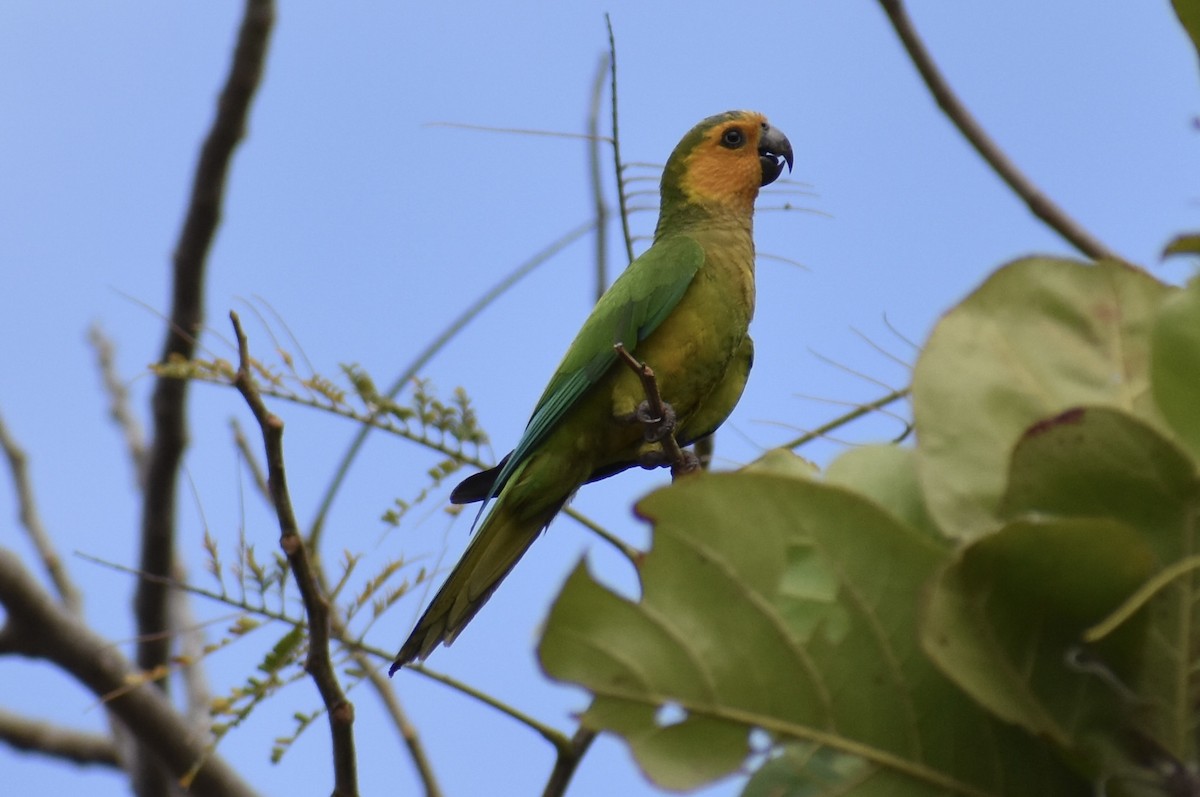 Brown-throated Parakeet - ML617192215