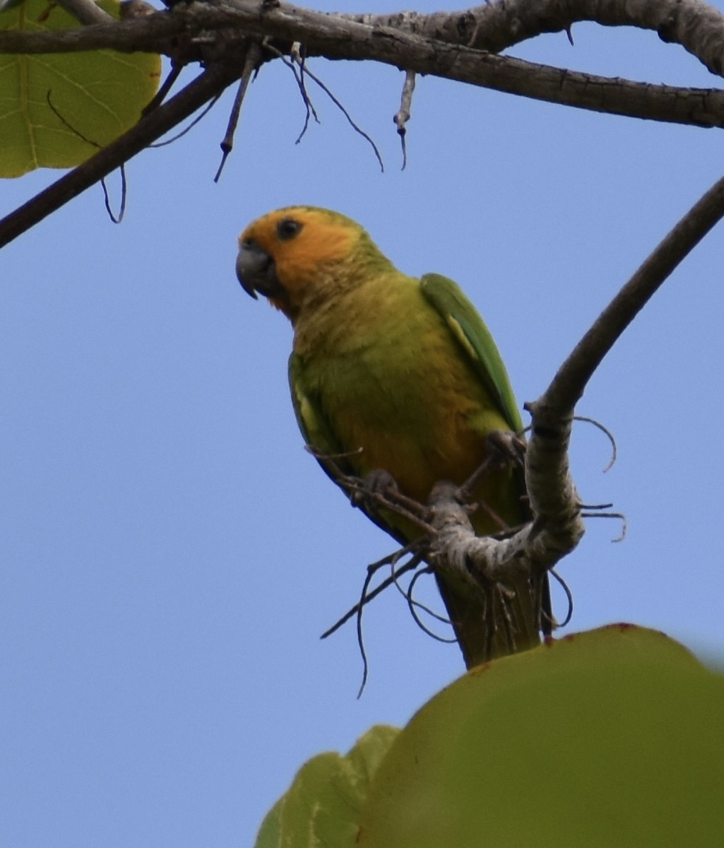 Brown-throated Parakeet - ML617192220