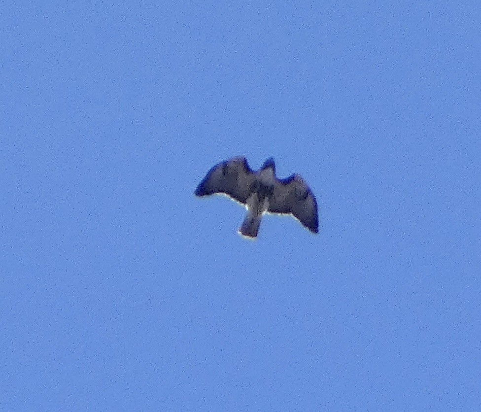 Red-tailed Hawk (abieticola) - ML617192328