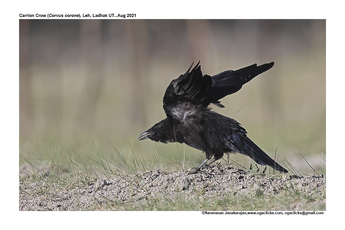 Carrion Crow - ML617192359