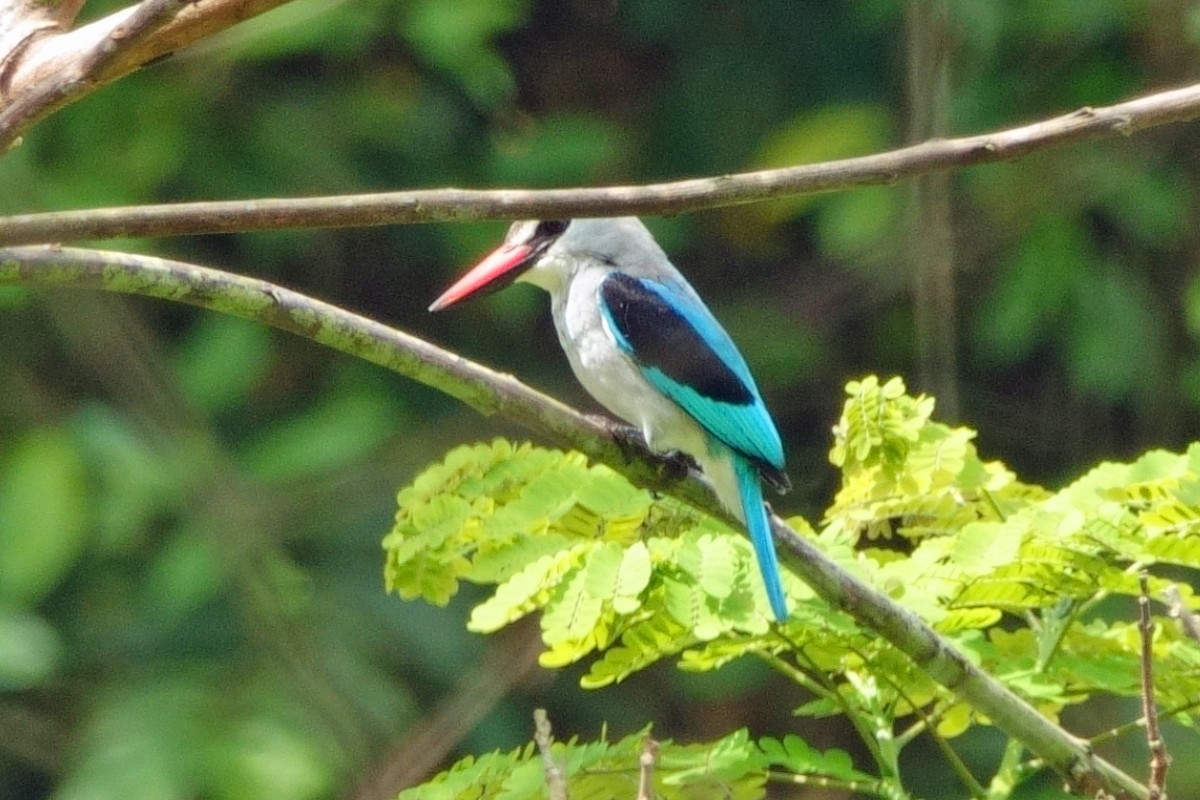 Woodland Kingfisher - Carl Haynie
