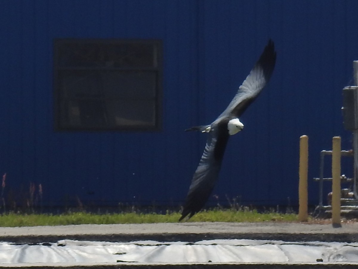 Swallow-tailed Kite - ML617192449