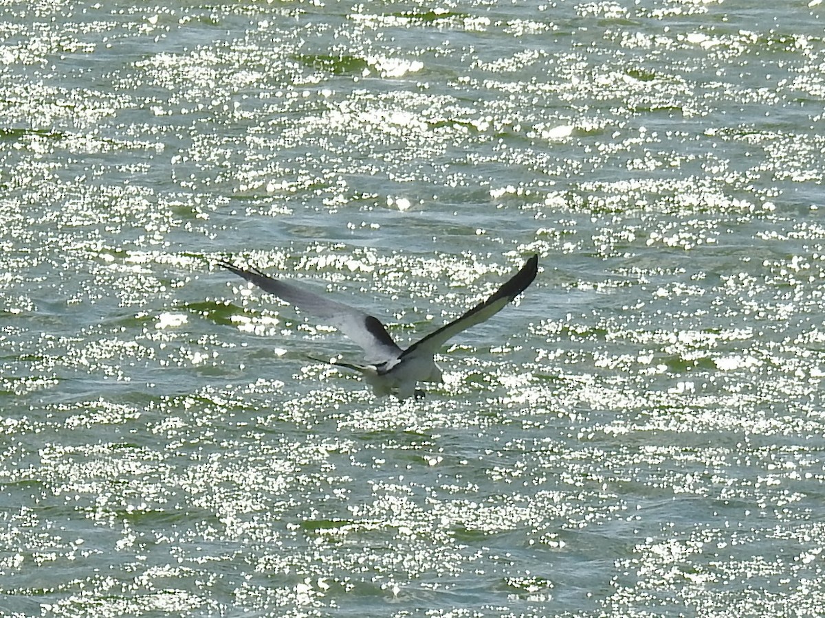 Swallow-tailed Kite - ML617192450