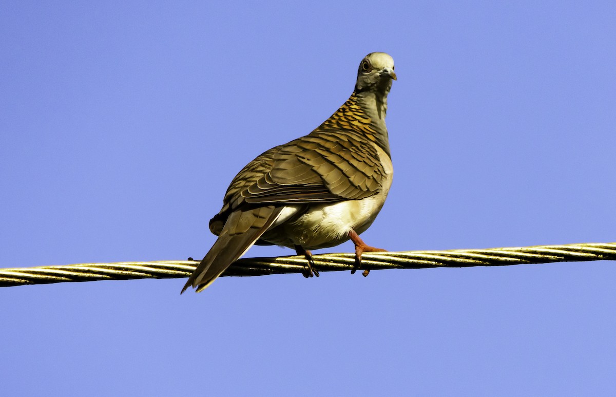 Bar-shouldered Dove - ML617192505