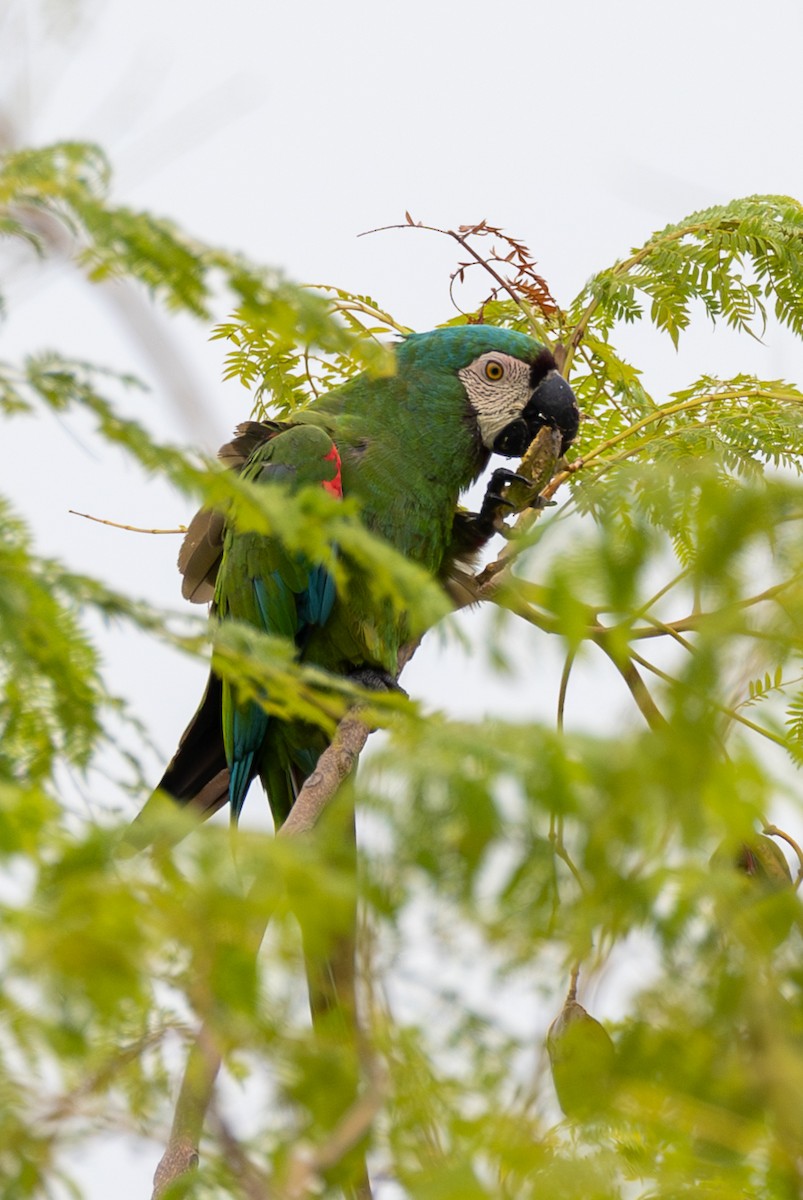 Chestnut-fronted Macaw - ML617192520