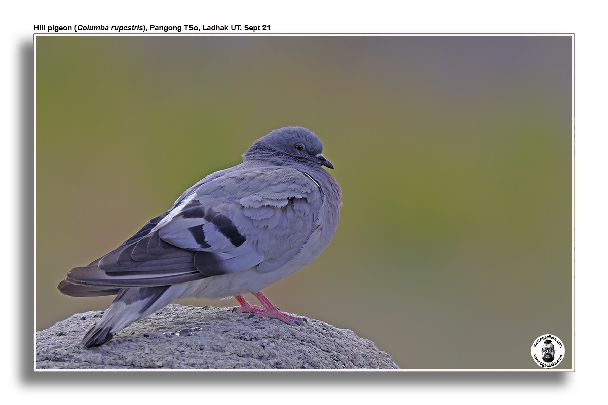 Pigeon des rochers - ML617192644