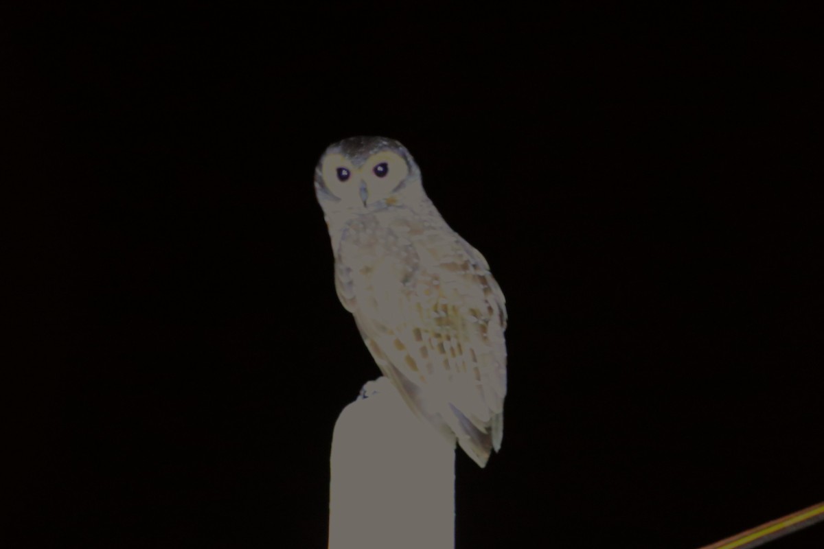 Spotted Wood-Owl - ML617192661