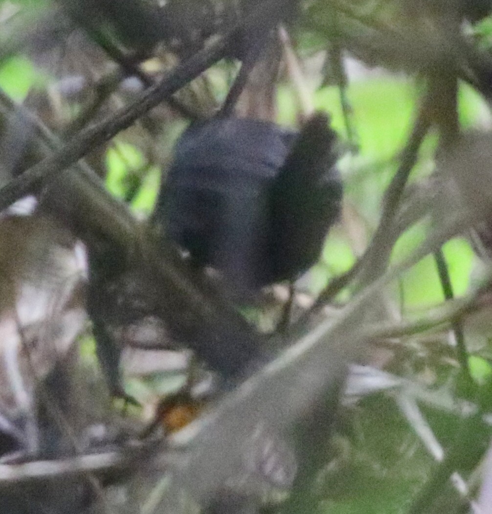 Brown-rumped Tapaculo - ML617192672
