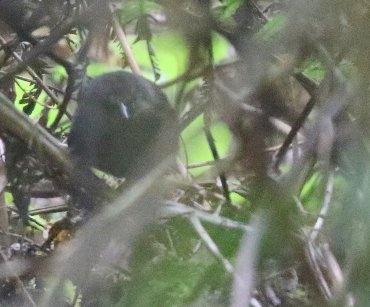 Brown-rumped Tapaculo - ML617192673