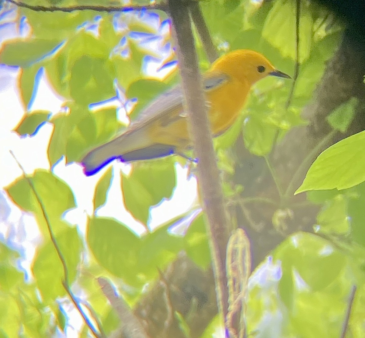 Prothonotary Warbler - ML617192783