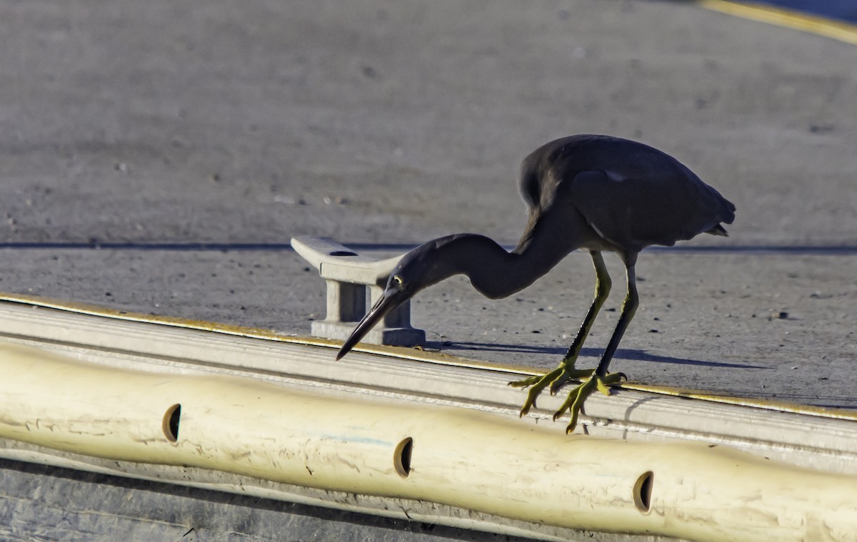 eBird Checklist - 25 Mar 2023 - Clump Pt, Mission Beach - 6 species