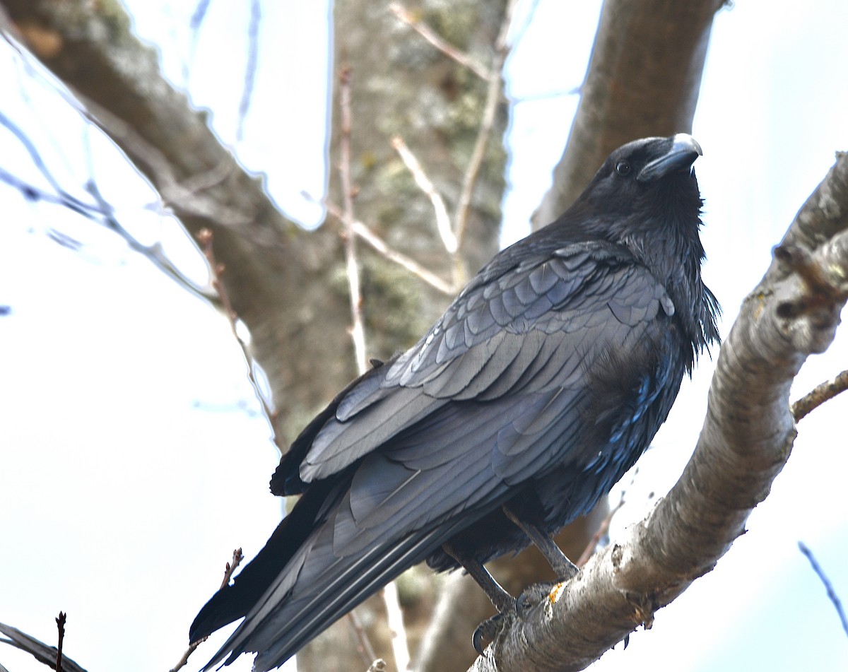 Common Raven - ML617192904