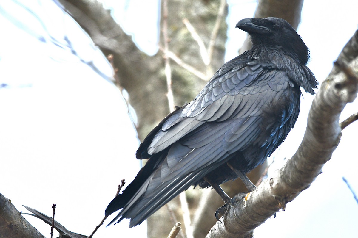 Common Raven - ML617192905