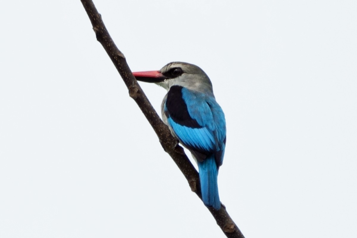 Woodland Kingfisher - Carl Haynie