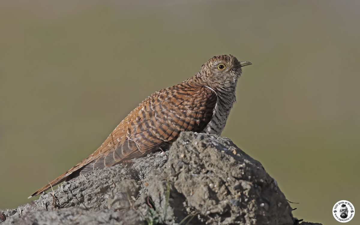 Common Cuckoo - ML617193029