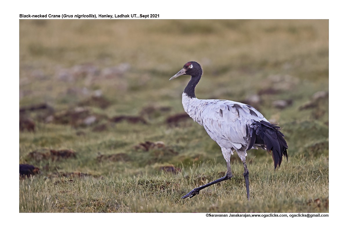 Black-necked Crane - Saravanan Janakarajan
