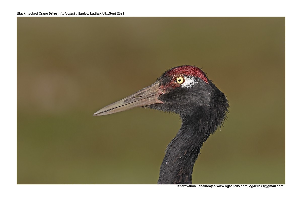 Black-necked Crane - ML617193072
