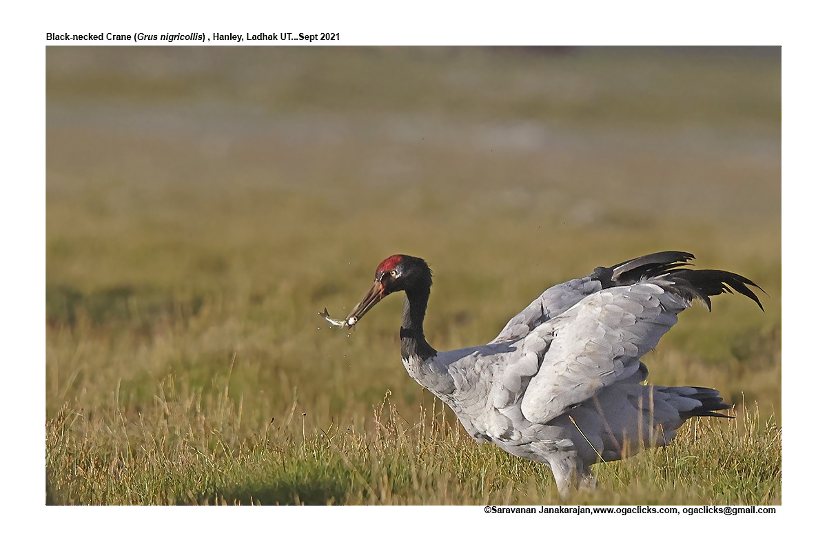 Black-necked Crane - ML617193080
