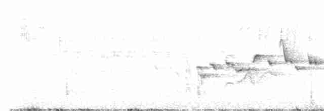střízlík kanadský - ML617193239