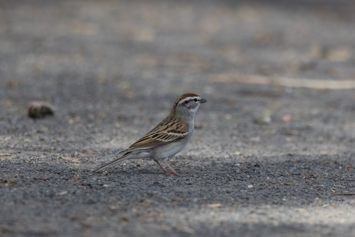 Chipping Sparrow - ML617193511