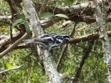 Black-and-white Warbler - ML617193568