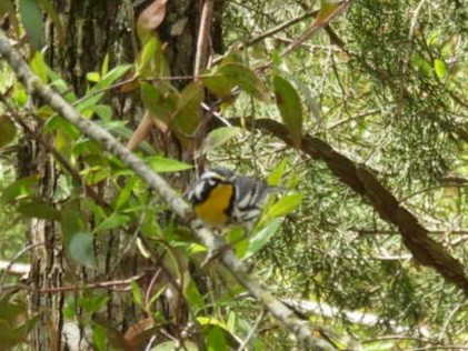 Yellow-throated Warbler - ML617193570