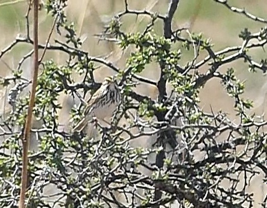 Savannah Sparrow - ML617193609