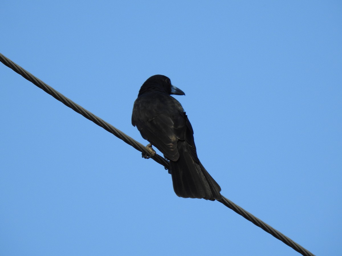Чёрная флейтовая птица - ML617193718
