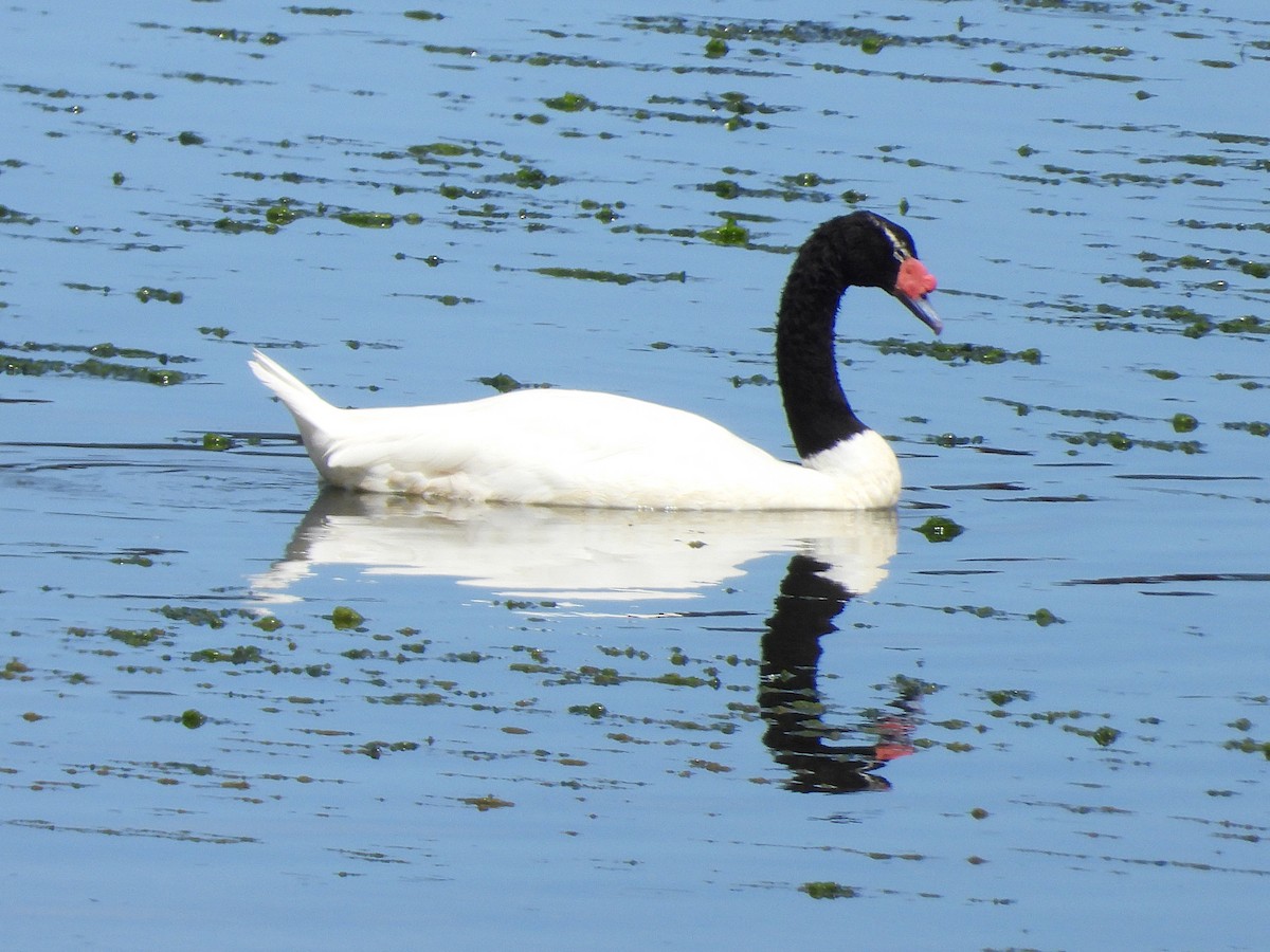 Black-necked Swan - ML617193836