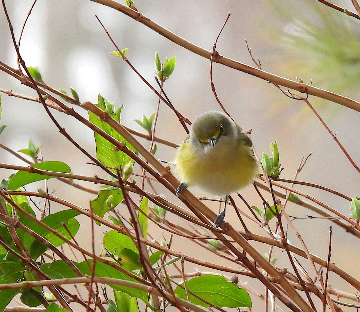 New York Breeding Bird Atlas Checklist - 10 Apr 2024 - Frank Melville ...