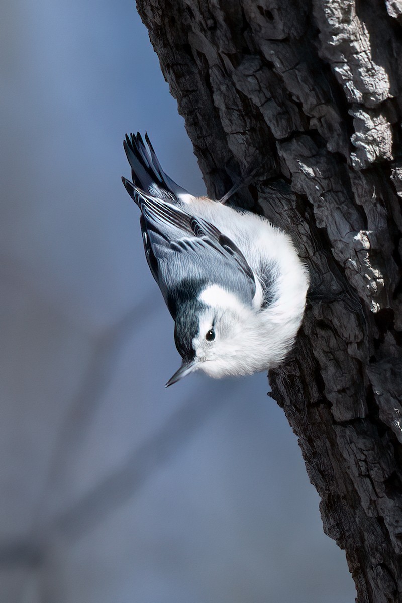 White-breasted Nuthatch - ML617194005