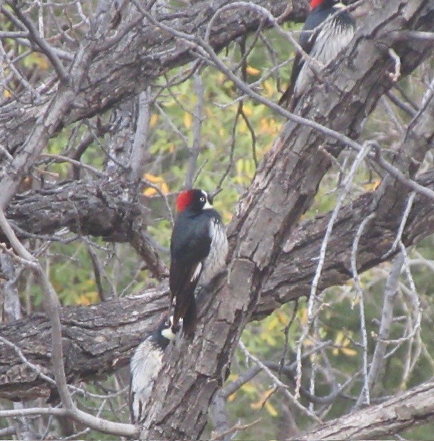 Acorn Woodpecker - ML617194044