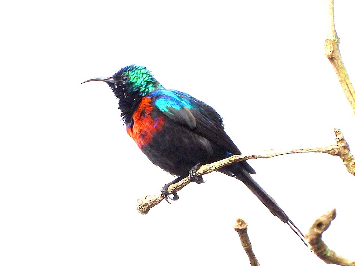 Red-chested Sunbird - ML617194279