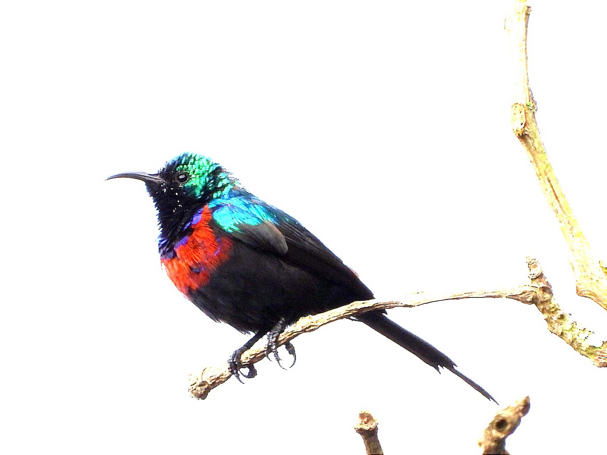 Red-chested Sunbird - ML617194280