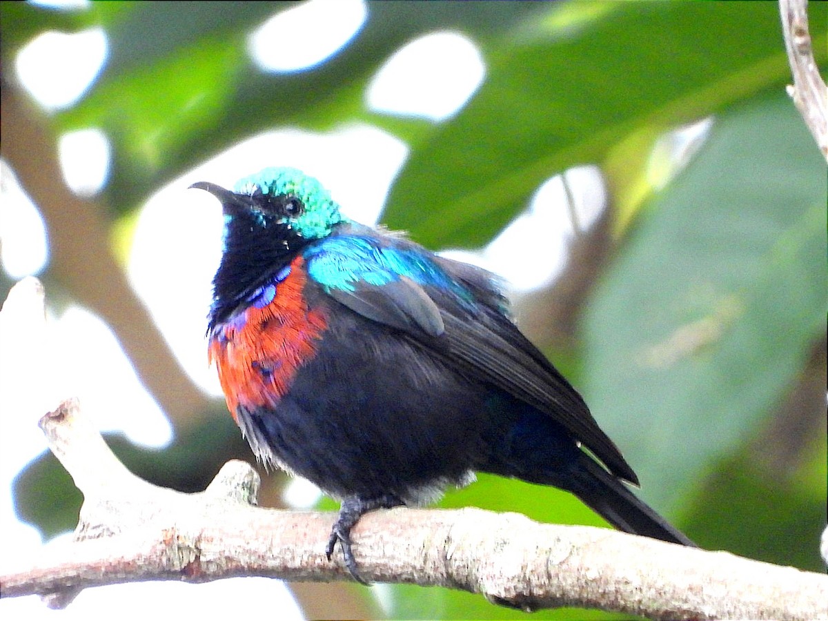 Red-chested Sunbird - ML617194281