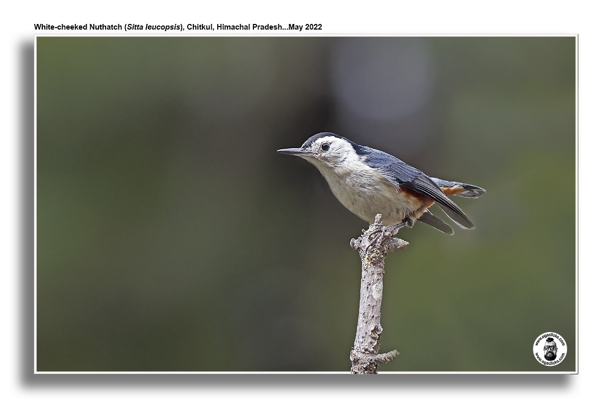 White-cheeked Nuthatch - ML617194391
