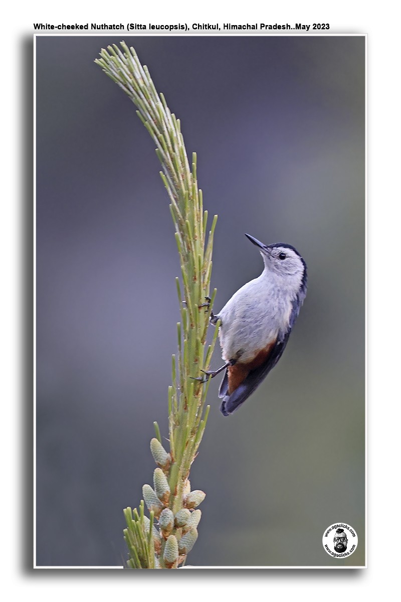 White-cheeked Nuthatch - ML617194392