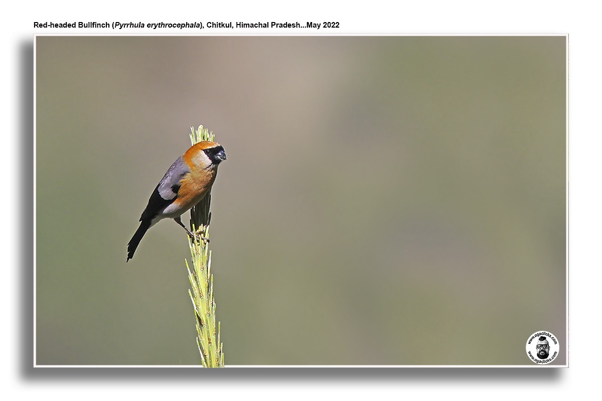 Red-headed Bullfinch - ML617194460