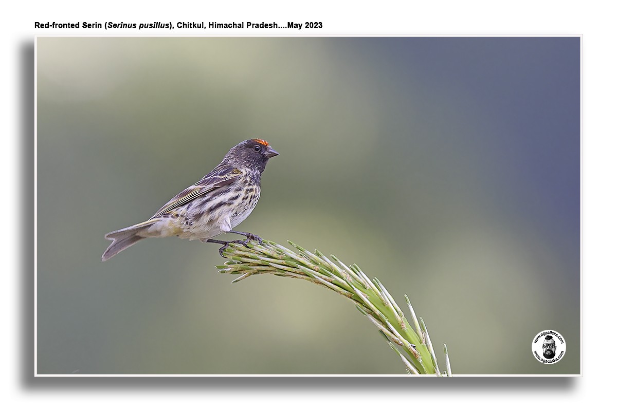 Fire-fronted Serin - ML617194480